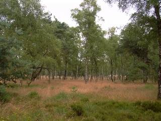 Hoge Veluwe