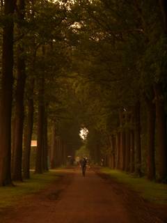 Allee auf dem Gelände