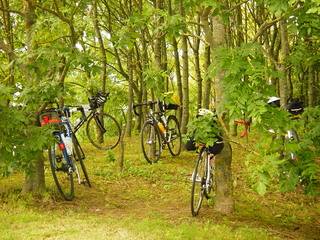 Fahrräder im Wald