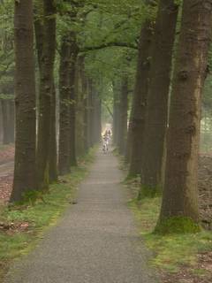 Allee in der Hoge Veluwe