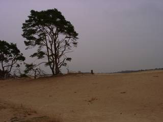 Sanddüne mit Kiefern in der Hoge Veluwe