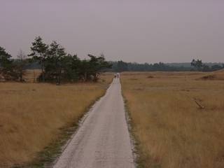 Radweg in der Hoge Veluwe