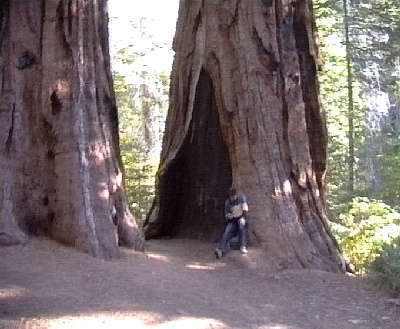555 Yosemite Merced Grove Michael vor Baum